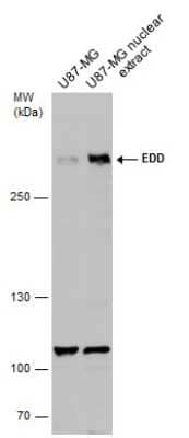 Western Blot: UBR5/EDD Antibody [NBP3-12948]