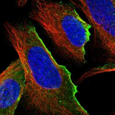 Immunocytochemistry/ Immunofluorescence: UBTD1 Antibody [NBP1-82311]