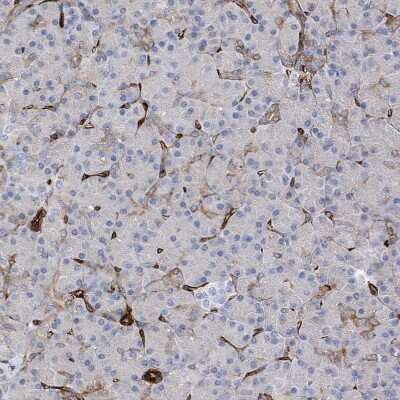 Immunohistochemistry-Paraffin: UBTD1 Antibody [NBP1-82311]