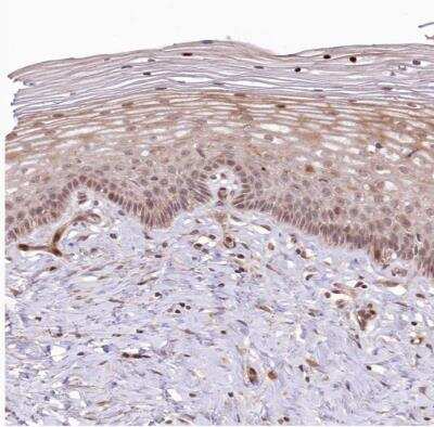 Immunohistochemistry-Paraffin: UBTD2 Antibody [NBP1-85276]