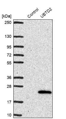 Western Blot: UBTD2 Antibody [NBP1-85276]