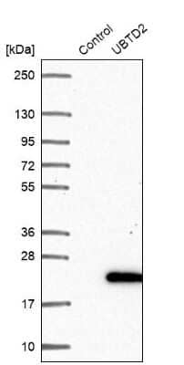 Western Blot: UBTD2 Antibody [NBP2-38270]