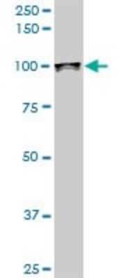 Western Blot: UBTF Antibody (1A2) [H00007343-M03]