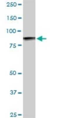 Western Blot: UBTF Antibody (2C6) [H00007343-M05]