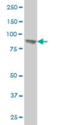 Western Blot: UBTF Antibody (2C6) [H00007343-M05]