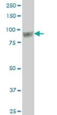 Western Blot: UBTF Antibody (2D8) [H00007343-M04]