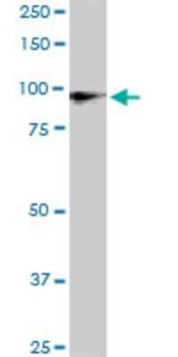 Western Blot: UBTF Antibody (2D8) [H00007343-M04]
