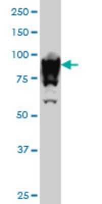 Western Blot: UBTF Antibody (6B6) [H00007343-M01]