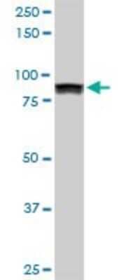 Western Blot: UBTF Antibody (6C6) [H00007343-M02]