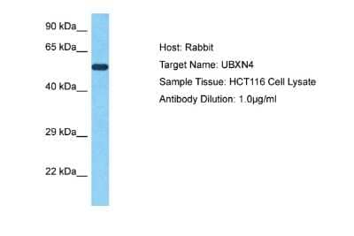 Western Blot: UBXD2 Antibody [NBP2-88542]