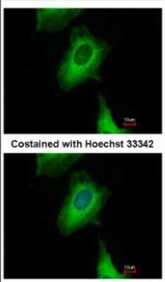 Immunocytochemistry/ Immunofluorescence: UBXN1 Antibody [NBP2-20795]
