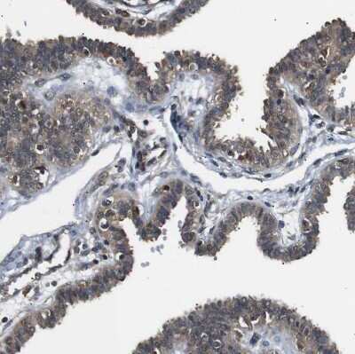 Immunohistochemistry-Paraffin: UBXN1 Antibody [NBP1-89387]
