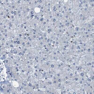 Immunohistochemistry-Paraffin: UBXN1 Antibody [NBP1-89387]