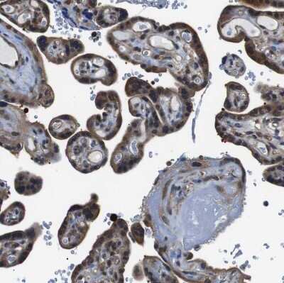 Immunohistochemistry-Paraffin: UBXN1 Antibody [NBP1-89387]