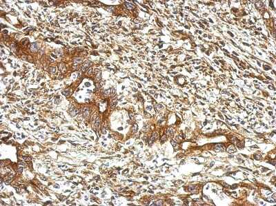 Immunohistochemistry-Paraffin: UBXN1 Antibody [NBP2-20795]