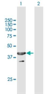 Western Blot: UBXN1 Antibody [H00051035-B01P]