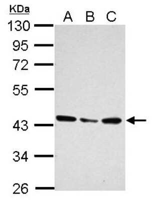 Western Blot: UBXN1 Antibody [NBP2-20795]