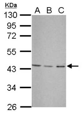 Western Blot: UBXN1 Antibody [NBP2-20795]