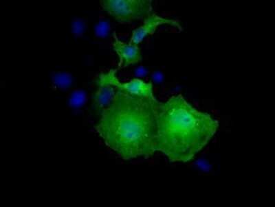 Immunocytochemistry/ Immunofluorescence: UBXN10 Antibody (OTI1H5) - Azide and BSA Free [NBP2-74762]