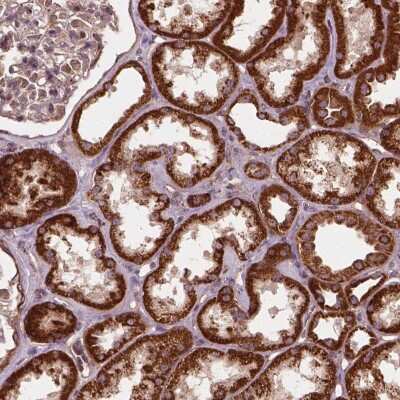 Immunohistochemistry: UBXN2A Antibody [NBP2-49583]