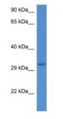 Western Blot: UBXN2A Antibody [NBP1-74162]