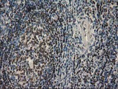 Immunohistochemistry-Paraffin: UBXN2B Antibody (OTI1F7) [NBP2-00543]