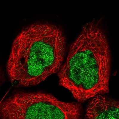 Immunocytochemistry/ Immunofluorescence: UBXN2B Antibody [NBP1-93444]