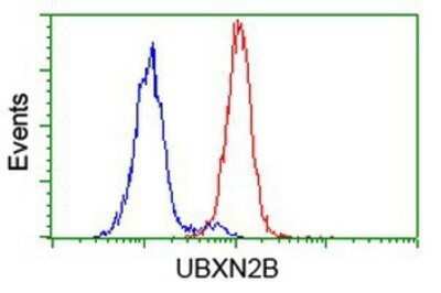 Flow Cytometry: UBXN2B Antibody (OTI1F7) - Azide and BSA Free [NBP2-74769]