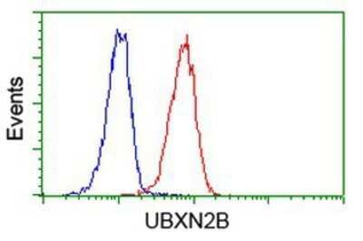 Flow Cytometry: UBXN2B Antibody (OTI1F7) - Azide and BSA Free [NBP2-74769]