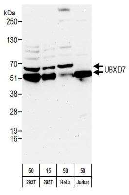 Western Blot: UBXN7 Antibody [NBP2-22223]