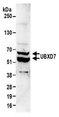 Western Blot: UBXN7 Antibody [NBP2-22223]