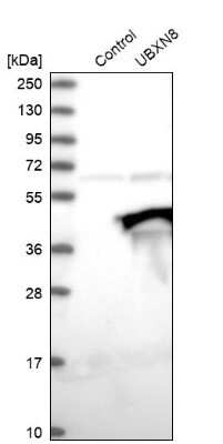 Western Blot: UBXN8 Antibody [NBP2-76517]