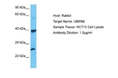 Western Blot: UBXN8 Antibody [NBP2-86039]