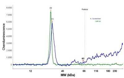 Simple Western: UCH-L1/PGP9.5 Antibody (13C4)Azide and BSA Free [NBP2-33186]