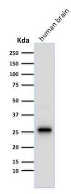 Western Blot: UCH-L1/PGP9.5 Antibody (13C4)Azide and BSA Free [NBP2-33186]