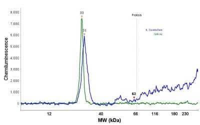 Simple Western: UCH-L1/PGP9.5 Antibody (13C4) [NBP2-29420]