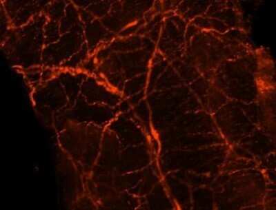 Immunocytochemistry/ Immunofluorescence: UCH-L1/PGP9.5 Antibody (31A3) - Azide and BSA Free [NBP2-33130]