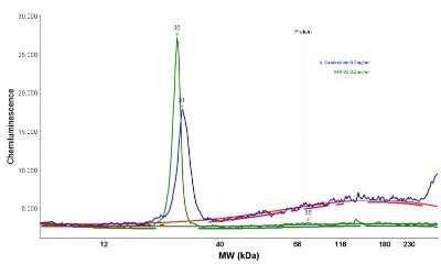 Simple Western: UCH-L1/PGP9.5 Antibody (31A3)Azide and BSA Free [NBP2-33130]