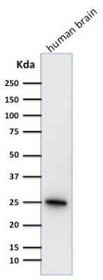 Western Blot: UCH-L1/PGP9.5 Antibody (31A3)Azide and BSA Free [NBP2-33130]