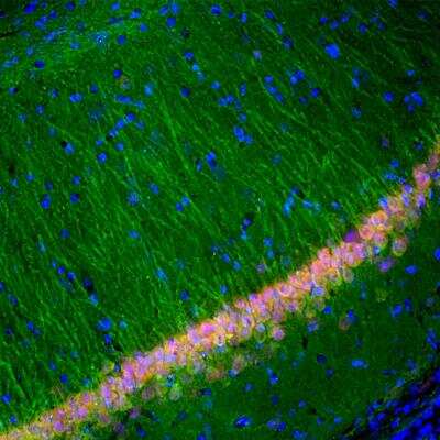 Immunohistochemistry Free-Floating: UCH-L1/PGP9.5 Antibody (BH7) [NB110-58869]
