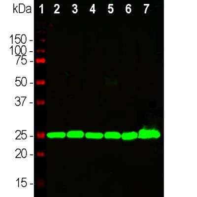 Western Blot: UCH-L1/PGP9.5 Antibody (BH7) [NB110-58869]