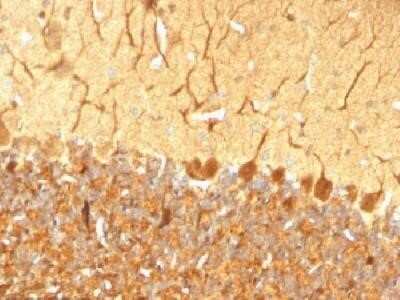 Immunohistochemistry-Paraffin: UCH-L1/PGP9.5 Antibody (SPM574) - IHC-Prediluted [NBP2-45340]