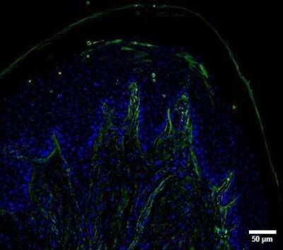 Immunocytochemistry/ Immunofluorescence: UCH-L1/PGP9.5 Antibody (SPM575) [NBP2-32896]