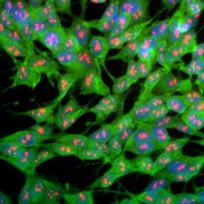 Immunocytochemistry/ Immunofluorescence: UCH-L1/PGP9.5 Antibody [NB110-58874]