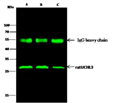 Immunoprecipitation: UCH-L3 Antibody (007) [NBP2-90878]