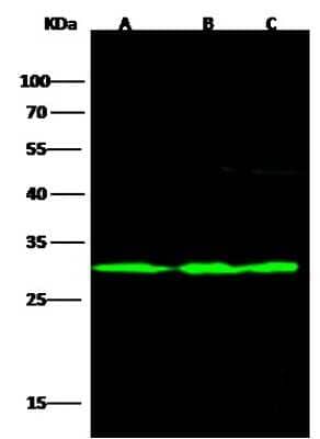 Western Blot: UCH-L3 Antibody (007) [NBP2-90878]