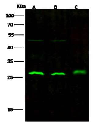 Western Blot: UCH-L3 Antibody (153) [NBP2-90679]