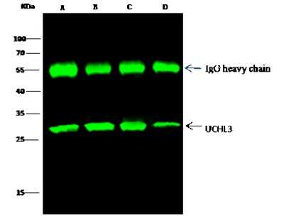 Immunoprecipitation: UCH-L3 Antibody [NBP2-98339]