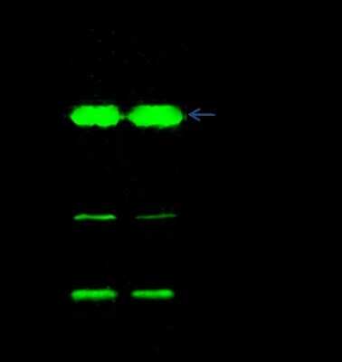Immunoprecipitation: UCH-L3 Antibody [NBP2-99847]