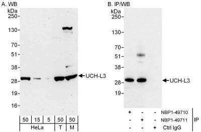 Western Blot: UCH-L3 Antibody [NBP1-49711]